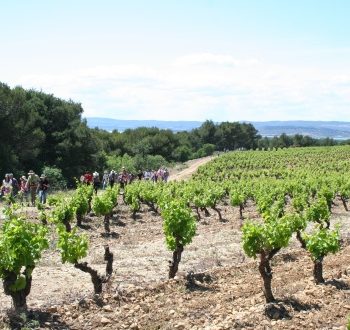 Vignoble de La clape - Hotel du Mas***