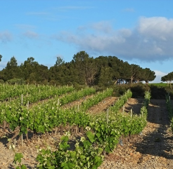 Vignoble de la Clape - Hôtel du Mas***