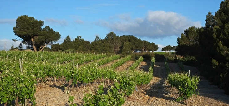 Vignoble de la Clape - Hôtel du Mas***