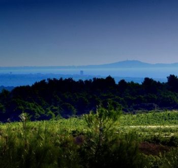 Vignoble de La clape - Hotel du Mas***