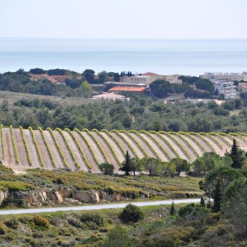 Vignoble de La clape - Hotel du Mas***