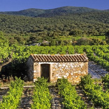 Vignobles dans l'aude - Hôtel du Mas***