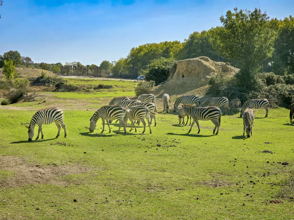La Réserve Africaine de Sigean à 25 minutes de l'hotel du Mas